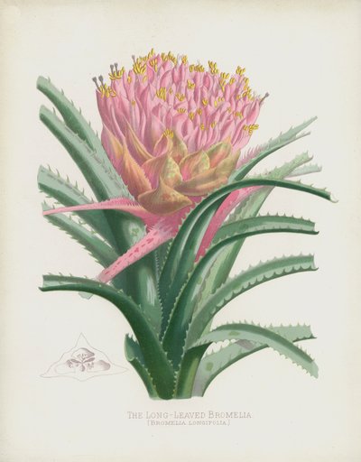 Bromelia Longifolia da English School